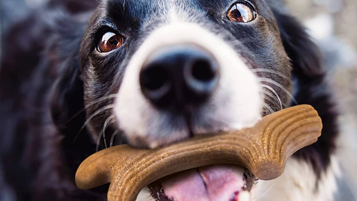 En estas comunas puedes ponerle gratis el microchip a tu mascota