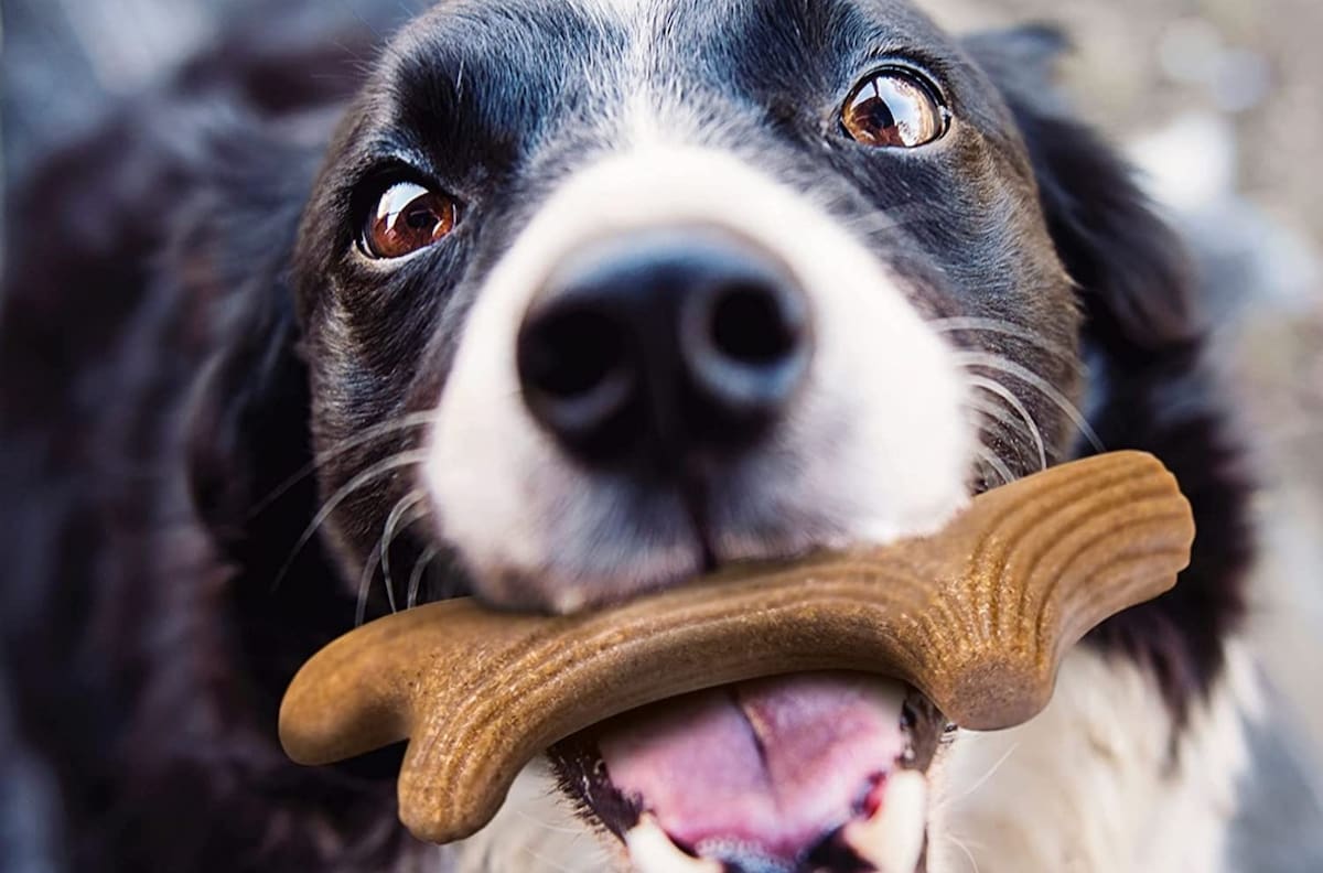 Estos son beneficios que obtienes al momento de hablar con tu perro según la ciencia