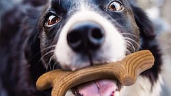 En estas comunas puedes ponerle gratis el microchip a tu mascota