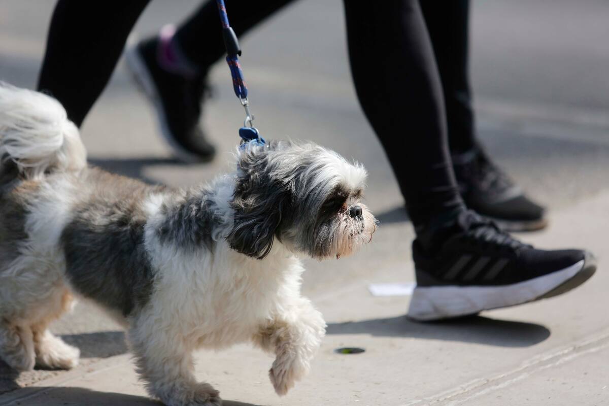 Recomendaciones para trasladarte con ellas en Fiestas Patrias.