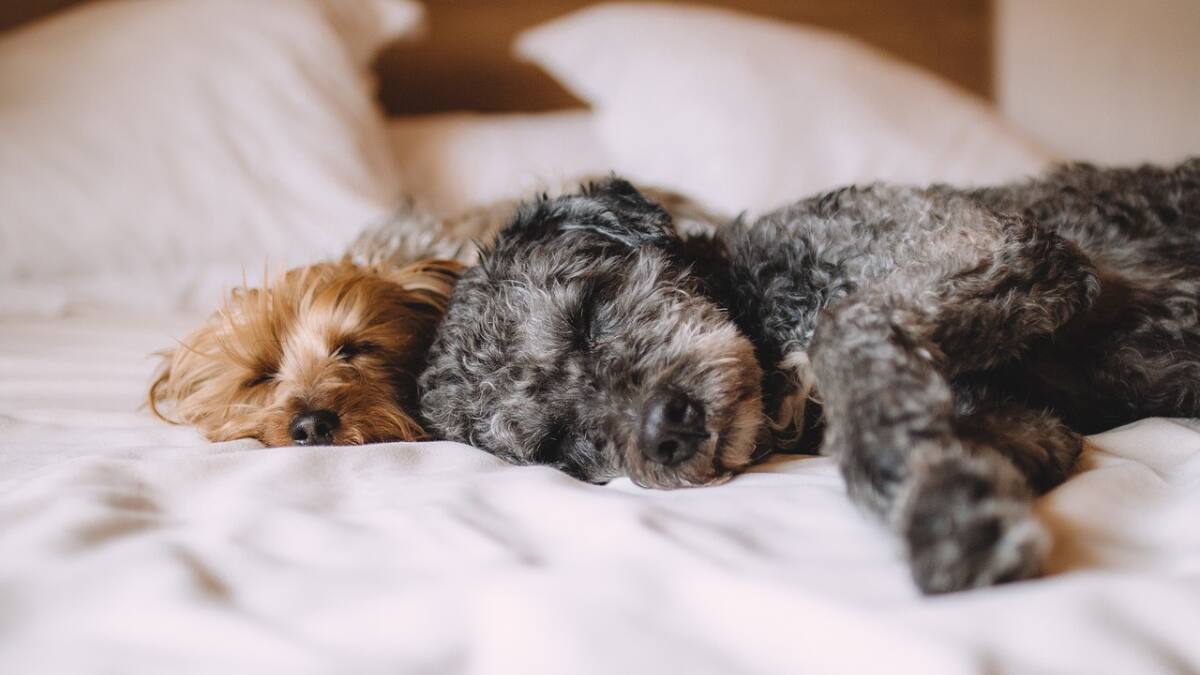 Entretenidos juegos para divertir a tu perro dentro de casa
