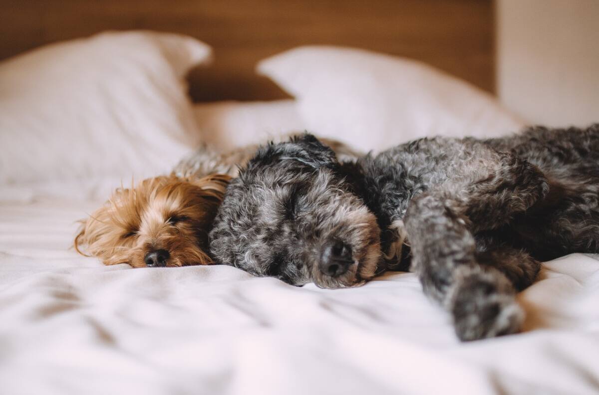 Entretenidos juegos para divertir a tu perro dentro de casa