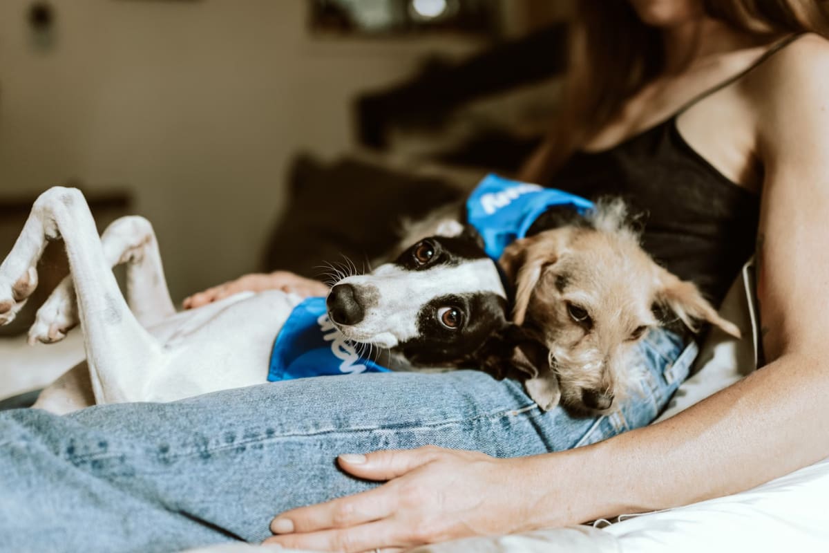¿Por qué mi perro siempre está encima mío?