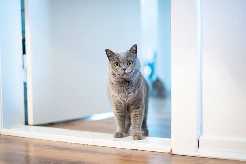 Descubre por qué tu gato te sigue a todas partes.