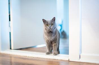 ¿Tu gato te sigue a todas partes? Conoce la VERDADERA razón de este comportamiento