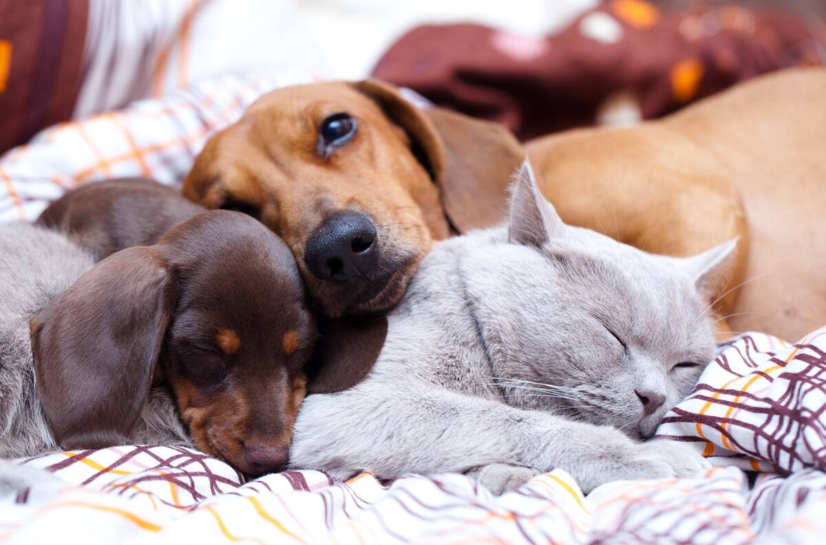 Gobierno anunció cementerios municipales de mascotas y registro nacional de maltratadores de animales