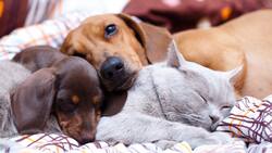 Gobierno anunció cementerios municipales de mascotas y registro nacional de maltratadores de animales