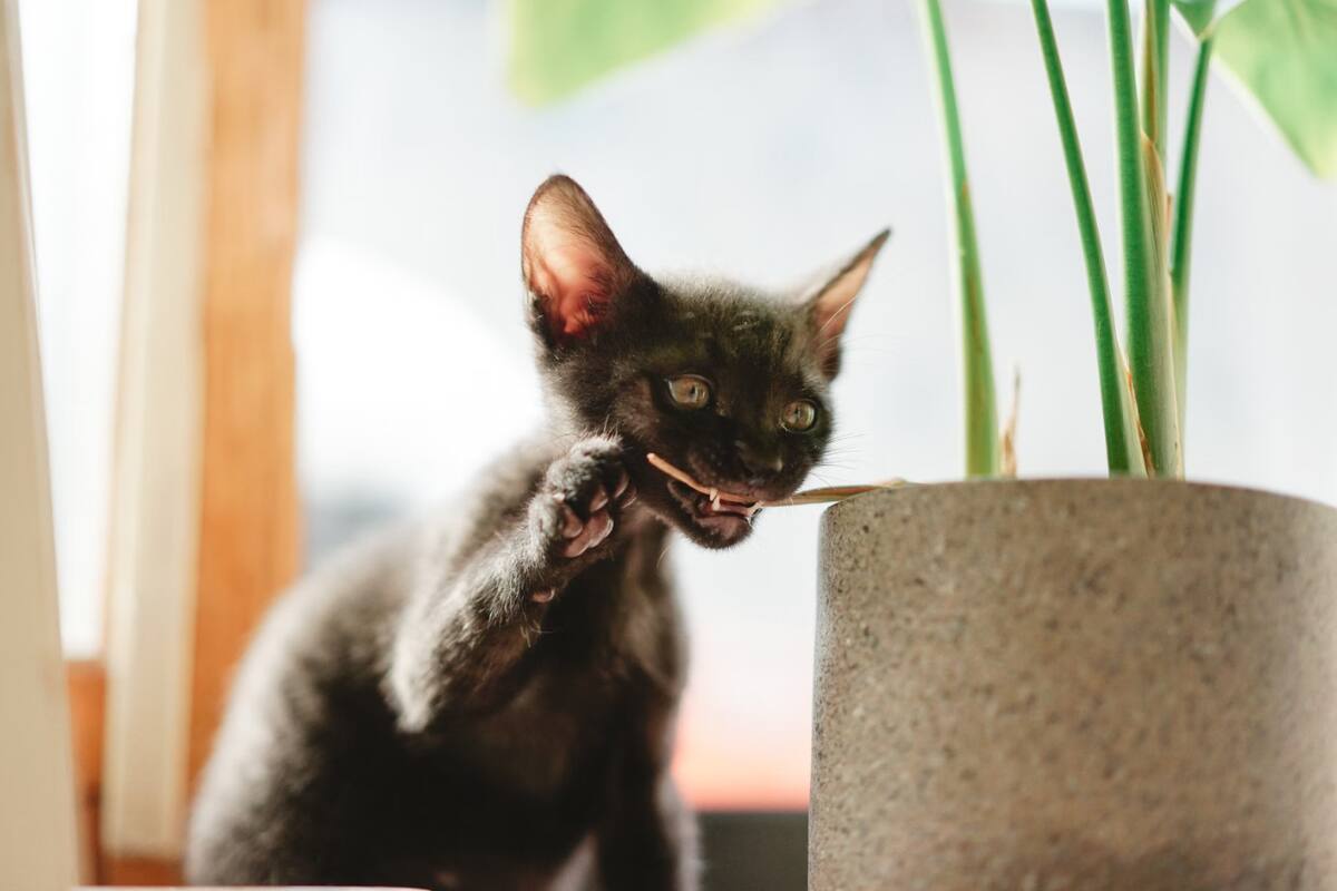 Esta es la razón por la que tu gato se come las plantas.