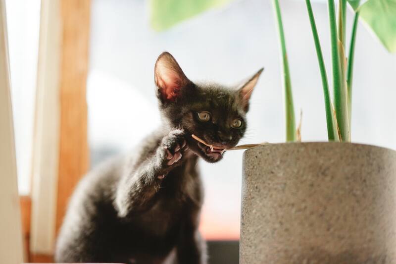 Esta es la razón por la que tu gato se come las plantas.