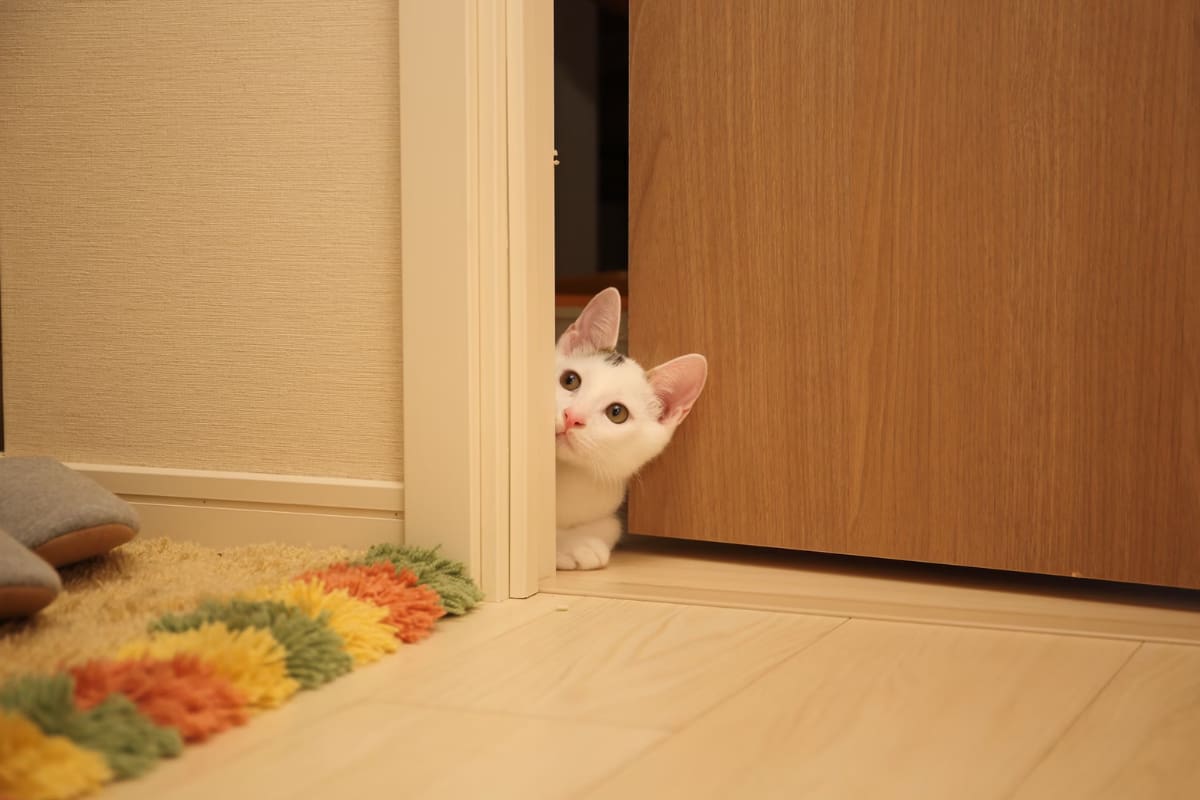 Aquí te explicamos por qué tu gato te sigue por toda la casa.