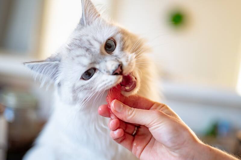 Estos alimentos pueden causar intoxicaciones en tus mascotas.