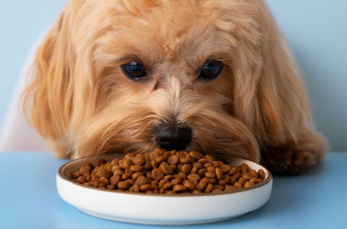 Evita bacterias y enfermedades: ¿Cada cuánto lavar el plato de mi perro?
