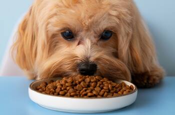 Evita bacterias y enfermedades: ¿Cada cuánto lavar el plato de mi perro?