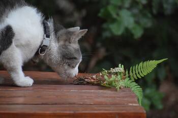 ¿Tu gato se come las plantas? Esta es a verdadera razón de este comportamiento