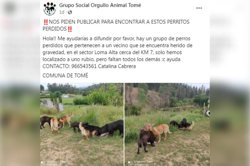 Son muchas las personas que están buscando a sus mascotas que se perdieron durante la emergencia.