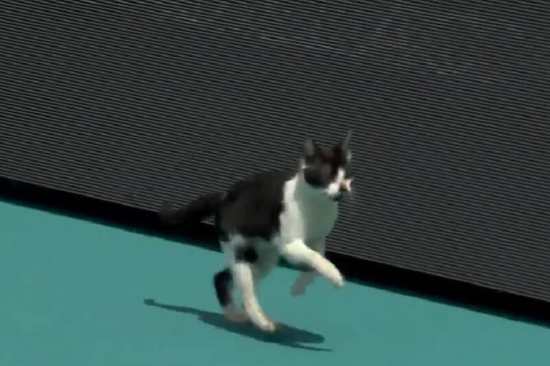Un gato fue protagonista en un partido de la primera ronda del torneo femenino.