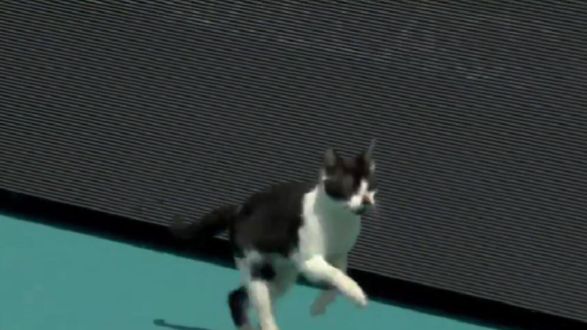 VIDEO | El gato también quería jugar: Insólito momento se vivió en el Masters 1000 de Miami