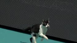 VIDEO | El gato también quería jugar: Insólito momento se vivió en el Masters 1000 de Miami