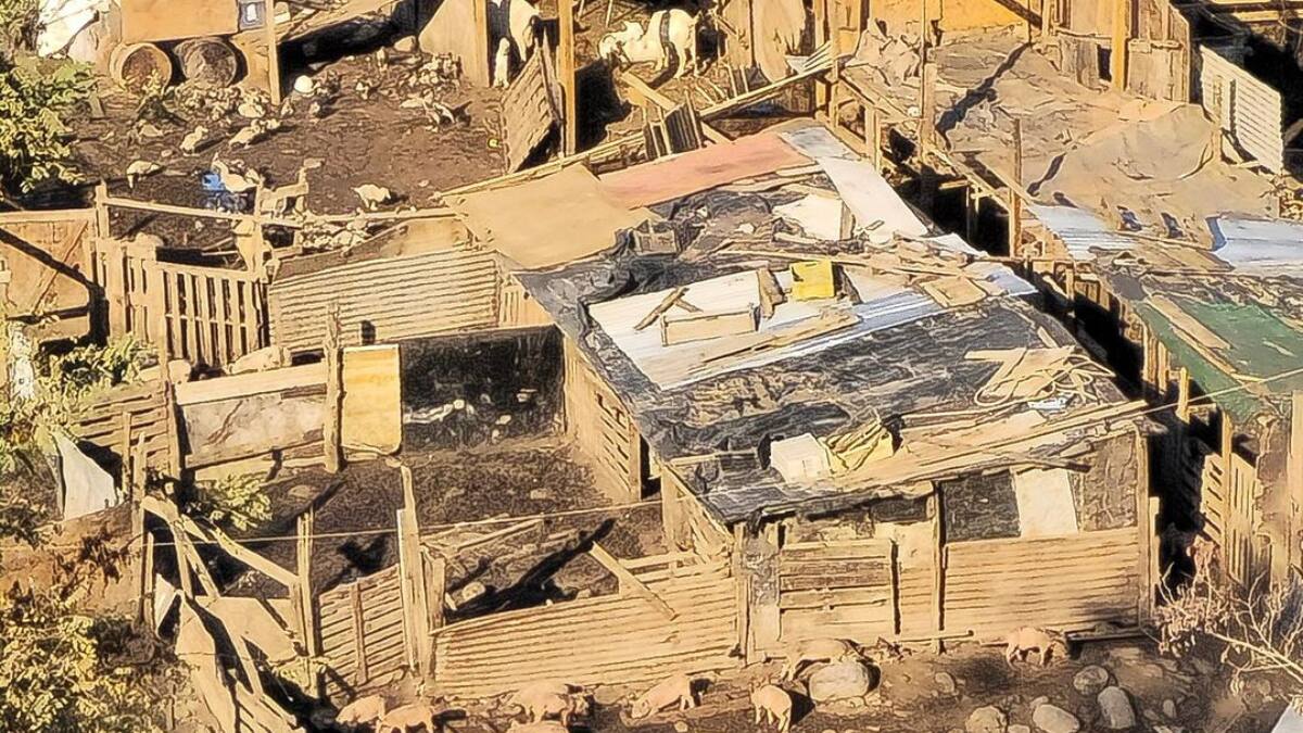 Desmantelan matadero clandestino donde faenaban perros en la Región Metropolitana