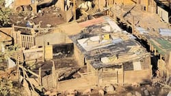 Desmantelan matadero clandestino donde faenaban perros en la Región Metropolitana