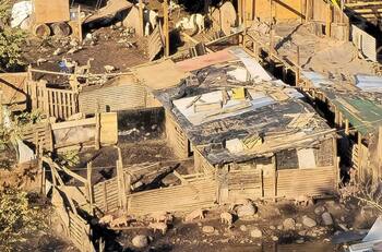 Desmantelan matadero clandestino donde faenaban perros en la Región Metropolitana