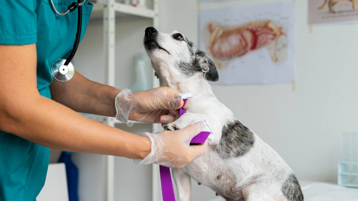 Estas son las 10 universidades con mayor empleabilidad en veterinaria: sueldos superan $1.000.000