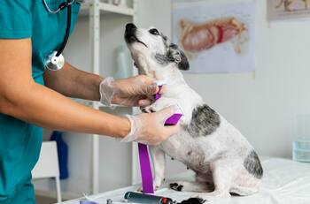 Estas son las 10 universidades con mayor empleabilidad en veterinaria: sueldos superan $1.000.000