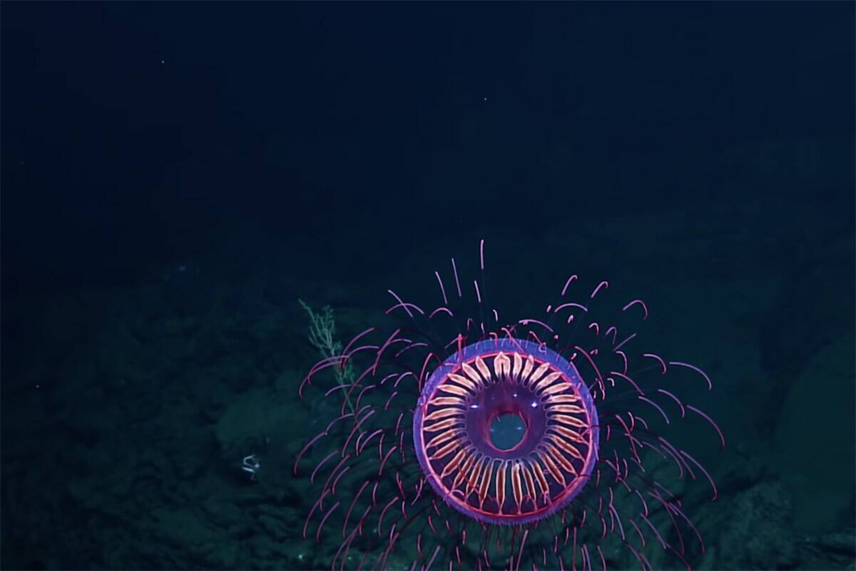 Ha sido vista pocas veces en el mundo. Créditos: Nautilus Live