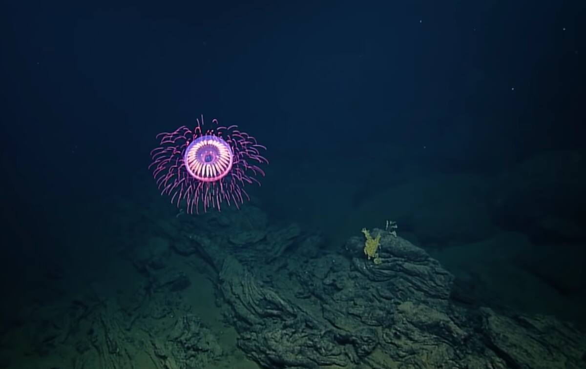 Así se ve el increíble animal marino. Créditos: Nautilus Live