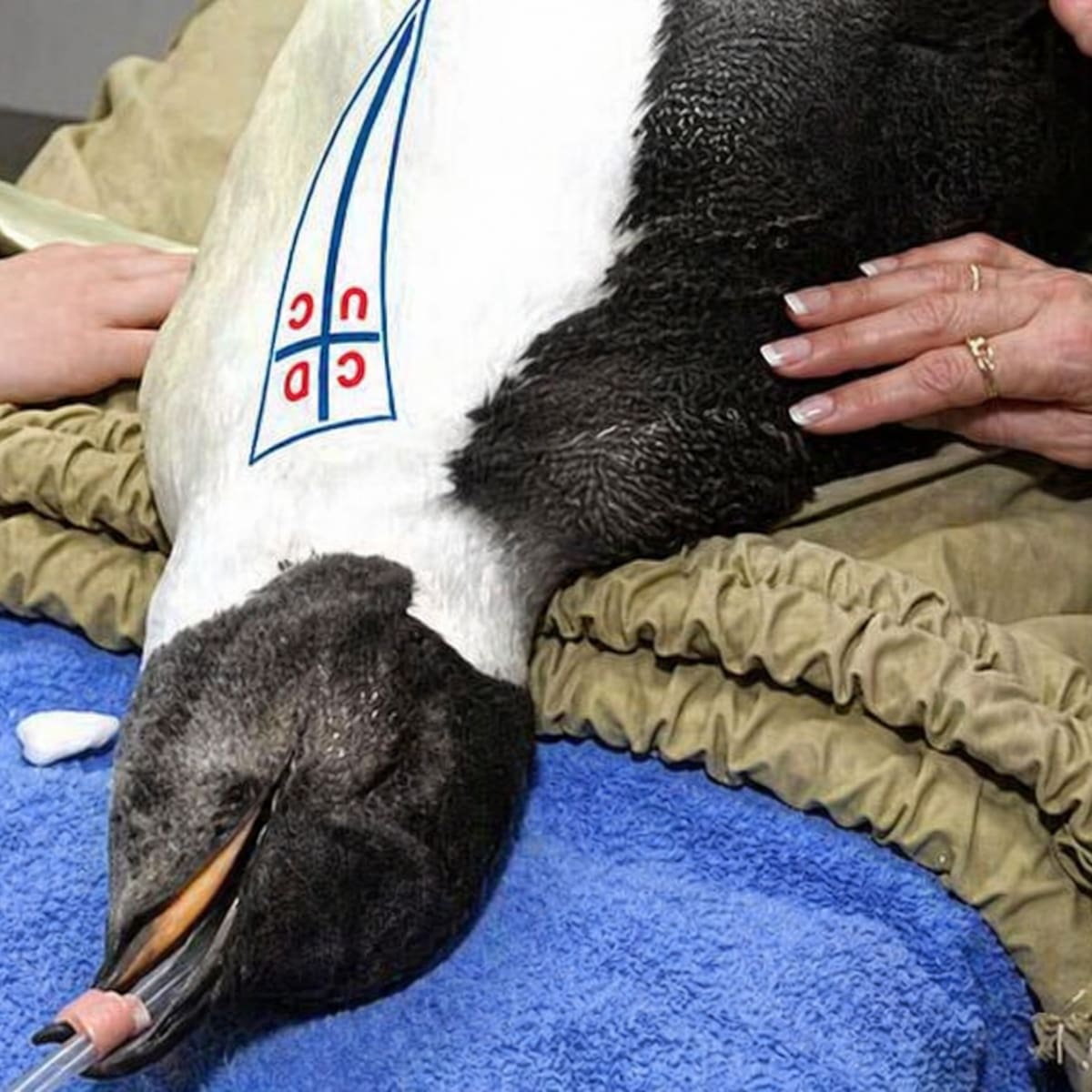 Los memes más virales que dejó la victoria de la U ante la UC en el Clásico Universitario