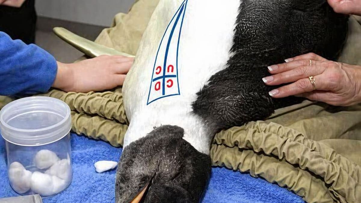 Los memes más virales que dejó la victoria de la U ante la UC en el Clásico Universitario