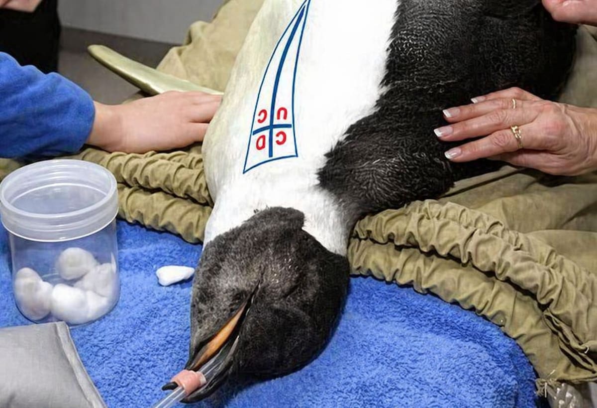 Las burlas contra los cruzados no tardaron en llegar tras perder el Clásico Universitario.