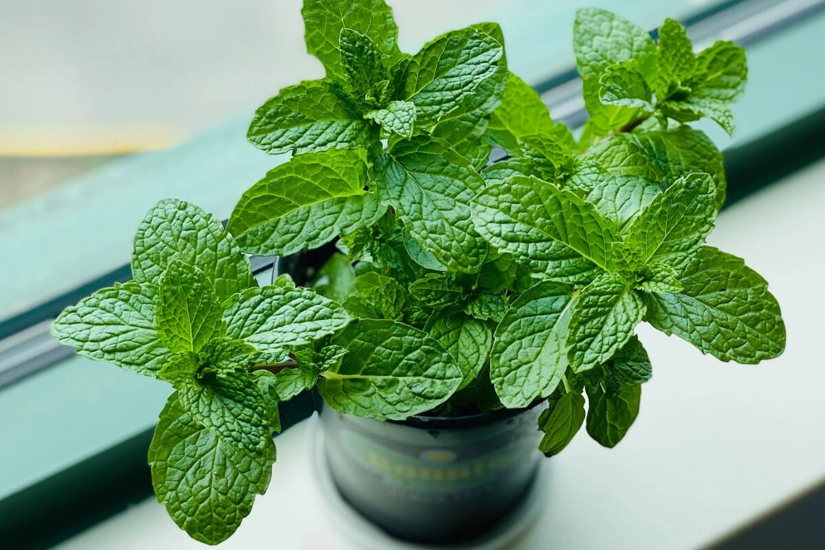 Tener esta planta cerca de ventanas y puertas ayuda a mantener alejadas a las moscas. Créditos: Architectural Digest.