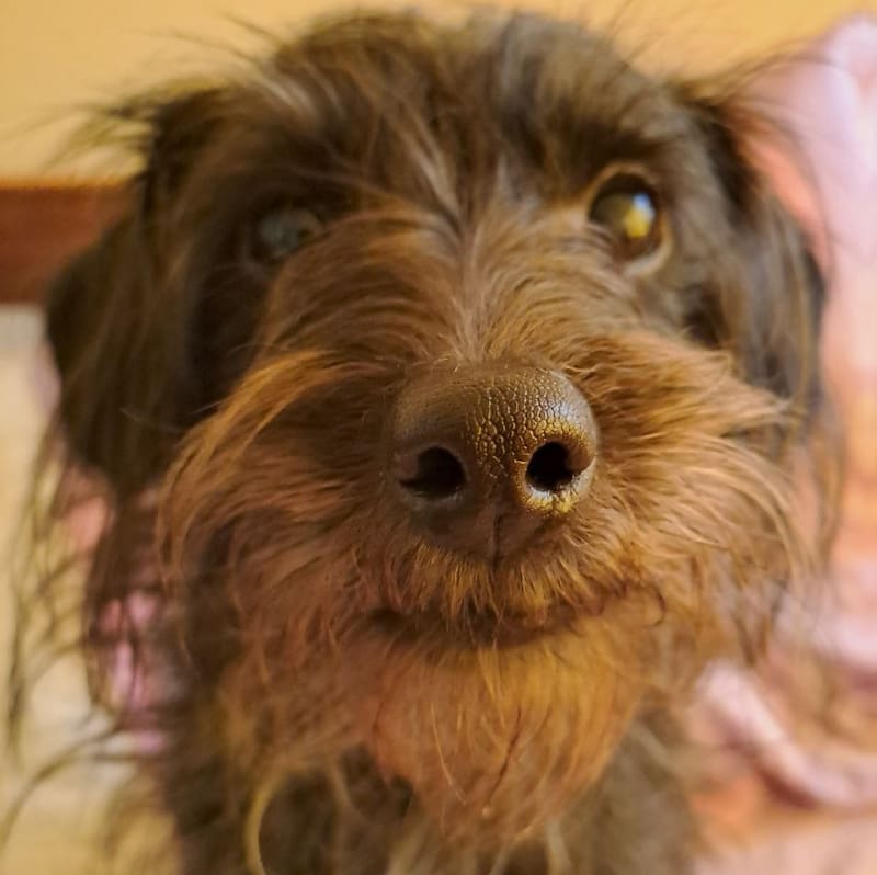 Estos son los lugares en los que puedes ponerle gratis el chip a tu mascota en Santiago.