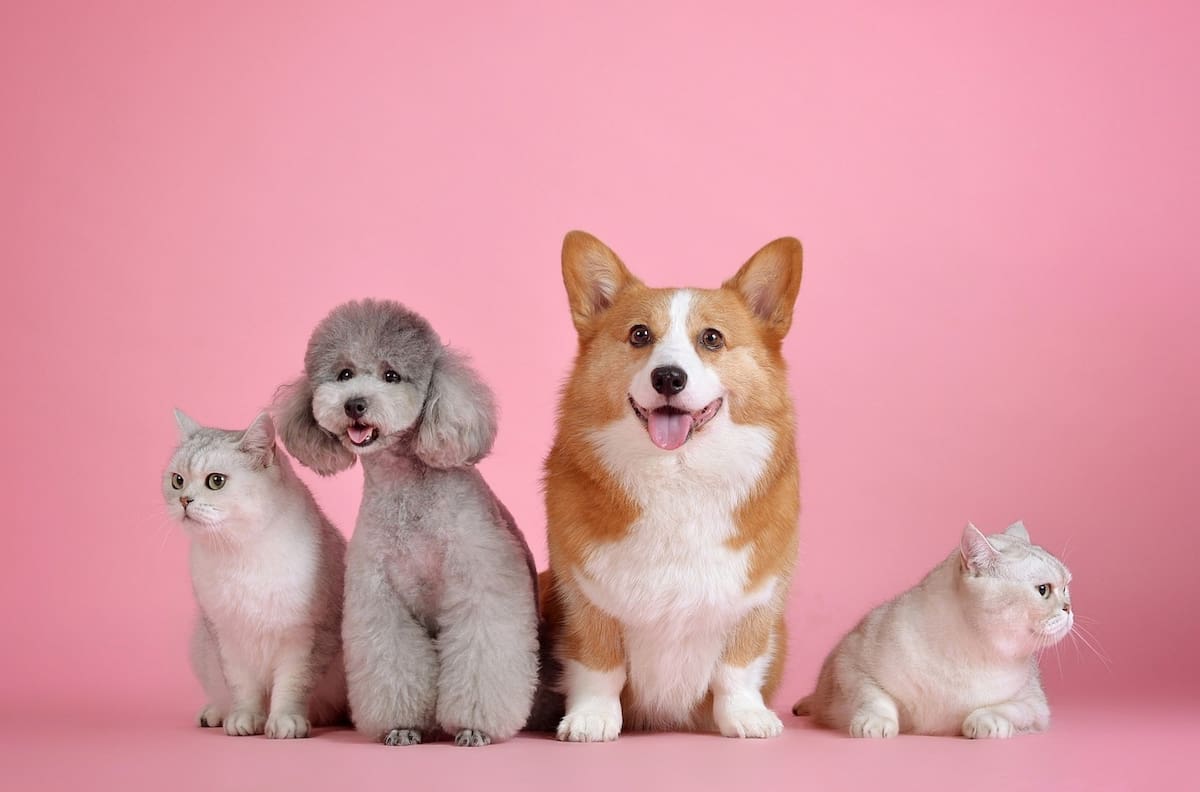 Microchip gratis para mascotas en Santiago: Estas son las comunas donde se realiza el proceso