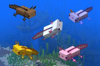 Ajolotes en Minecraft: ¿Dónde encontrarlos y cómo criarlos?