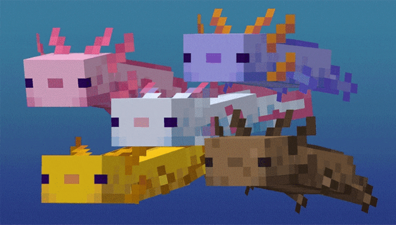 Estos son todos los distintos tipos de ajolotes.