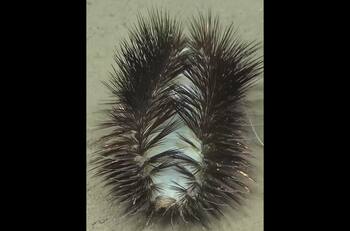 VIDEO | Extraño gusano aparece en costa de Valparaíso