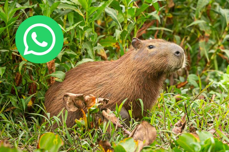 Con estos trucos podrás personalizar tu equipo con este simpático animal.