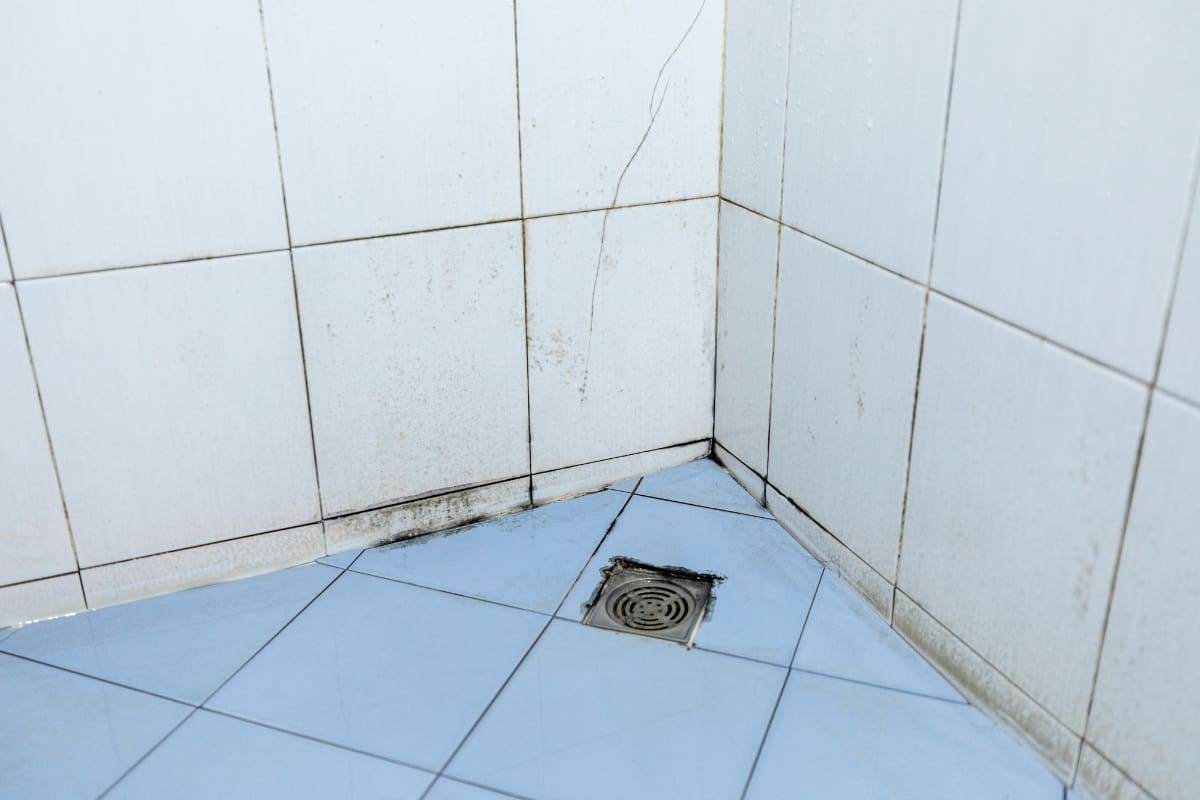 Así puedes eliminar este problema de tu hogar.