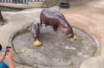 VIDEO | Moo Deng, la bebé hipopótamo viral predice quién será el próximo presidente de Estados Unidos