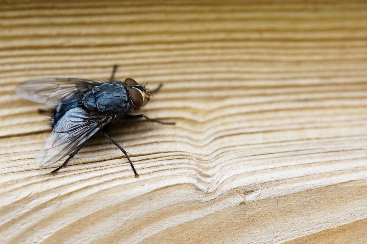 Conoce paso a paso cómo eliminarlas.