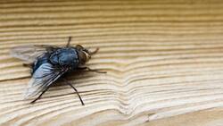 ¿Tienes moscas en casa? Este es el truco definitivo para decirles adiós