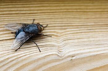 ¿Tienes moscas en casa? Este es el truco definitivo para decirles adiós