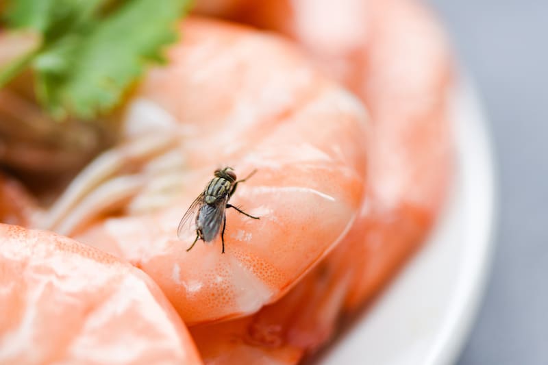 Estos son los métodos caseros para ahuyentar a estos insectos.