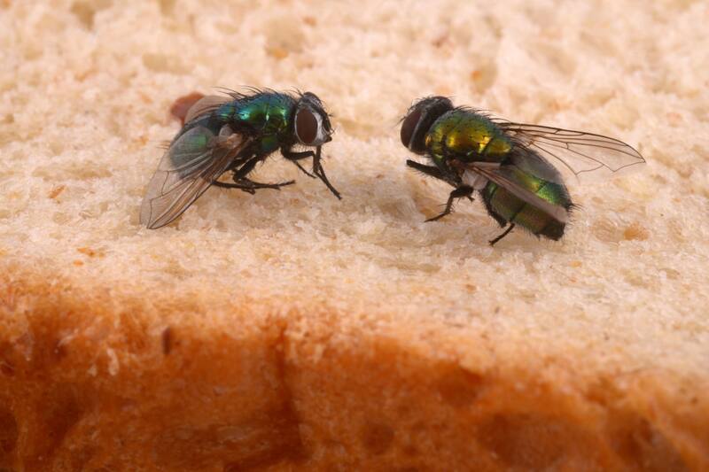 Conoce cuáles son los trucos caseros para ahuyentar a estos insectos.