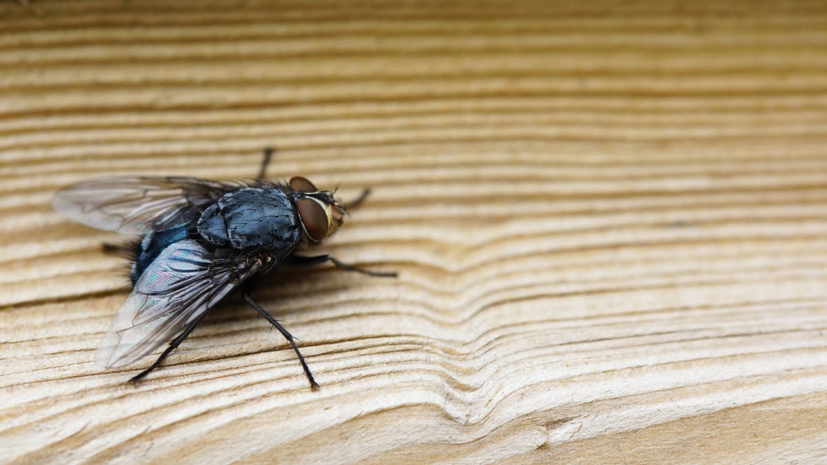 Te enseñamos el secreto natural de la abuela para eliminar moscas y mosquitos en primavera sin químicos