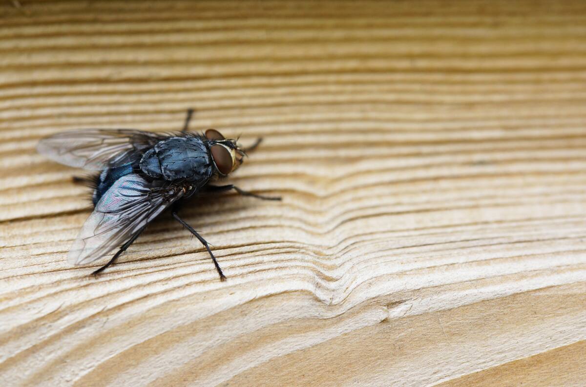 Te enseñamos el secreto natural de la abuela para eliminar moscas y mosquitos en primavera sin químicos