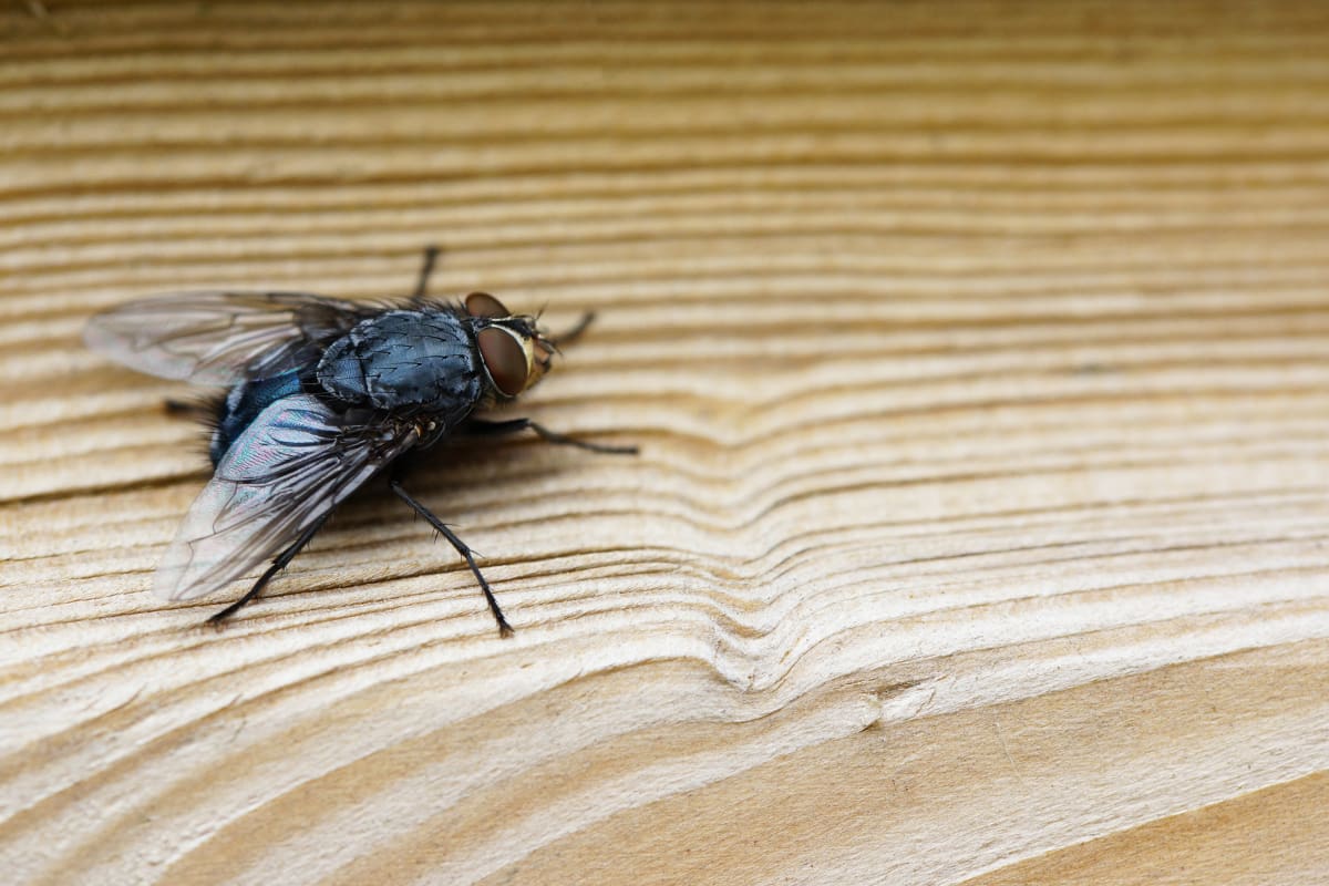 Con este truco casero, mantendrás a estos insectos alejados de tu hogar. Créditos: Freepik.
