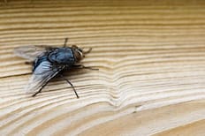 Te enseñamos el secreto natural de la abuela para eliminar moscas y mosquitos en primavera sin químicos